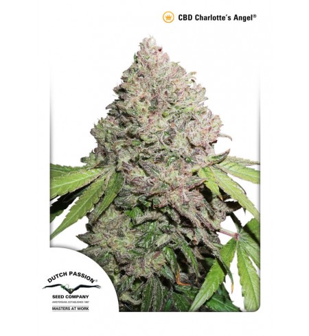 CBD Charlotte’s Angel - Dutch Passion CBD Charlotte’s Angel - Dutch Passion
