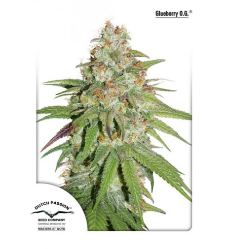 Glueberry O.G. - DUTCH PASSION Glueberry O.G. - DUTCH PASSION