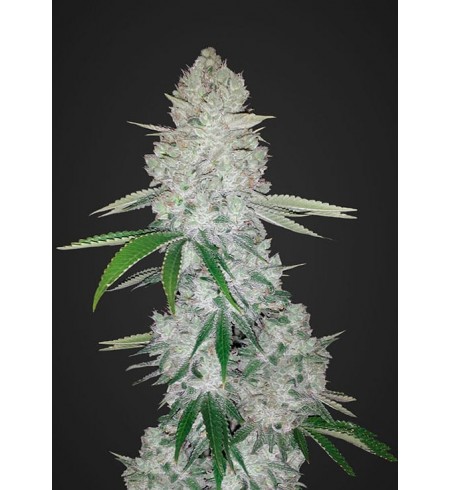 Gorilla Glue Auto - Fast Buds Gorilla Glue Auto - Fast Buds