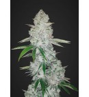 Gorilla Glue Auto - Fast Buds 