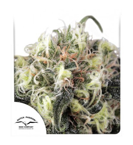 Snow Bud - dutch passion 