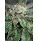 Bubba Kush - regularne - HUMBOLDT
