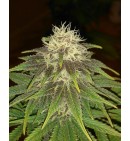 Purple Maroc ® - female seeds