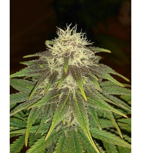 Purple Maroc ® - female seeds