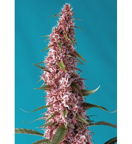 Red Pure Auto CBD Red Pure Auto CBD