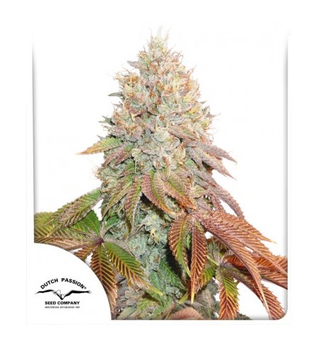 Auto Banana Blaze 3szt - DUTCH PASSION Auto Banana Blaze 3szt - DUTCH PASSION