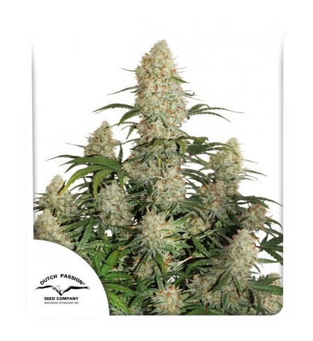 Auto Critical Punch - DUTCH PASSION Auto Critical Punch - DUTCH PASSION