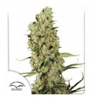 Jorge's Diamonds - DUTCH PASSION