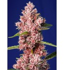 Tropicana Poison F1 Fast Version - SWEET SEEDS