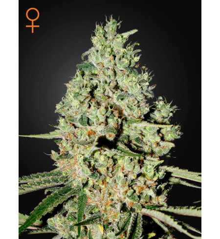Super Critical - GREEN HOUSE SEEDS Super Critical - GREEN HOUSE SEEDS
