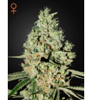 Super Critical - GREEN HOUSE SEEDS 