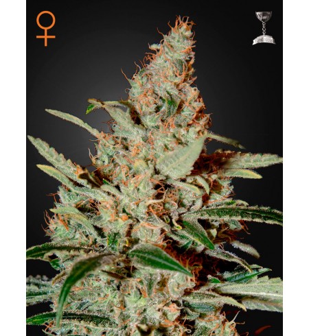 Chemdog - GREEN HOUSE SEEDS Chemdog - GREEN HOUSE SEEDS