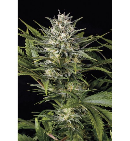 Pineapple Skunk - HUMBOLDT Pineapple Skunk - HUMBOLDT