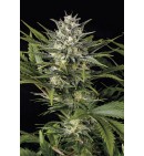 Pineapple Skunk - HUMBOLDT 