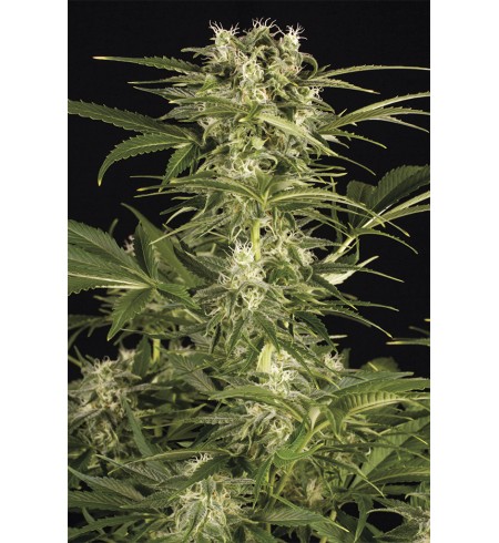 Lemon Juice Express Auto - HUMBOLDT 