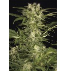 Lemon Juice Express Auto - HUMBOLDT 