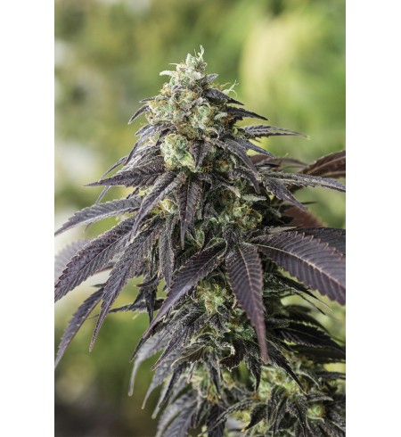 707 Headband - HUMBOLDT 707 Headband - HUMBOLDT