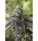 707 Headband - HUMBOLDT