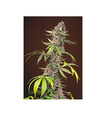 Real Mandarine F1 - SWEET SEEDS Real Mandarine F1 - SWEET SEEDS
