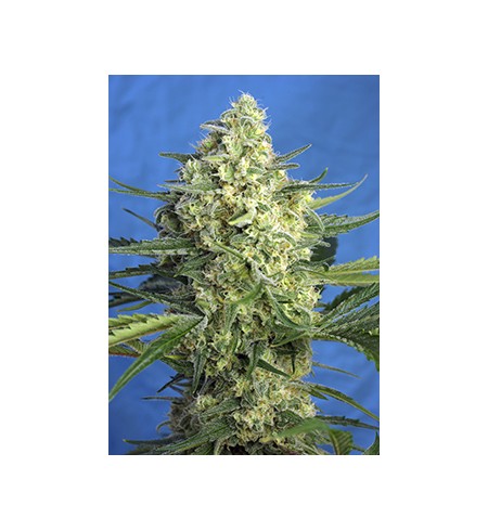 Jack 47 Auto - SWEET SEEDS Jack 47 Auto - SWEET SEEDS