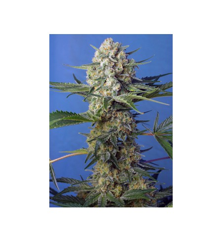 Crystal Candy F1 - SWEET SEEDS Crystal Candy F1 - SWEET SEEDS