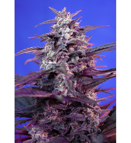Bloody Skunk - SWEET SEEDS Bloody Skunk - SWEET SEEDS
