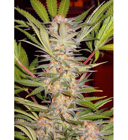 S.A.D. FAST VERSION F1 - SWEET SEEDS S.A.D. FAST VERSION F1 - SWEET SEEDS